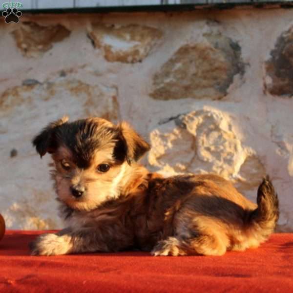 Uriella, Morkie / Yorktese Puppy